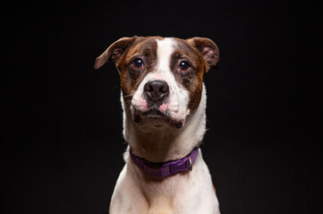 cute dog on an isolated background in a studio shot