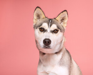 cute dog on an isolated background in a studio shot