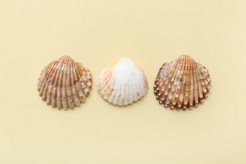 Sea shells on beige background