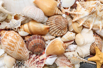 Many different seashells as background
