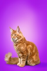 Cute smart cat pet sitting on background.