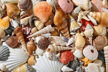 Many different seashells as background