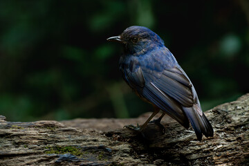 Javan whistling thrush (Myophonus glaucinus) perching on a mossy branch in Gunung Gede National Park, Indonesia. Natural bokeh background