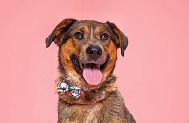 cute dog on an isolated background in a studio shot