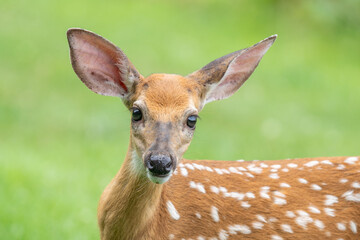 Close-up portrait of White-tailed deer fawn looking at camera. 