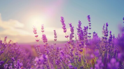 Naklejka premium Lavender field in full bloom under a sunny, cloudless sky