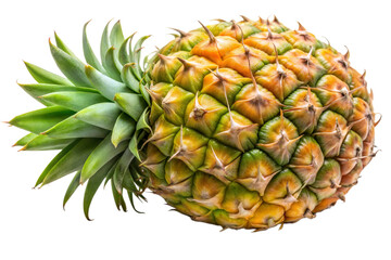 Fototapeta premium One isolated pineapple
