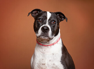cute dog on an isolated background in a studio shot