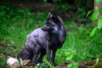 Silver, Black or sometimes called Blue Fox (Vulpes vulpes)