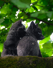 Obraz premium Silver, Black or sometimes called Blue Fox (Vulpes vulpes) Puppies