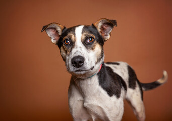 cute dog on an isolated background in a studio shot