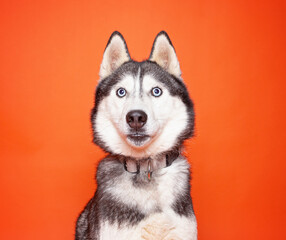 cute dog on an isolated background in a studio shot