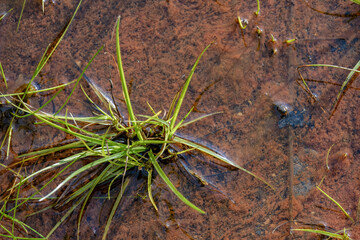 Close-up photography of some grass growing in a red colored puddle, at the edge of a rural road in the eastern Andean mountains of central Colombia.
