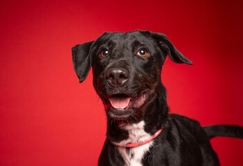 cute dog on an isolated background in a studio shot