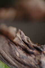 Macro shot of infected leaf turn brown and dried
