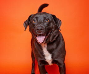 cute dog on an isolated background in a studio shot