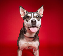 cute dog on an isolated background in a studio shot