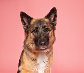 cute dog on an isolated background in a studio shot
