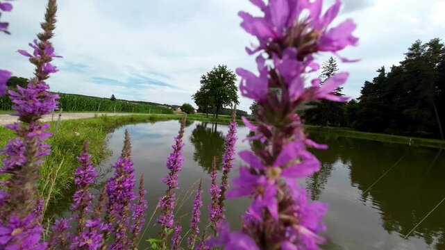Loosestrife pink flowers.Pink blossom and bees close-up. Lythrum salicaria Robert on the shore of a pond. Summer blooming perennial flower. 4k footage
