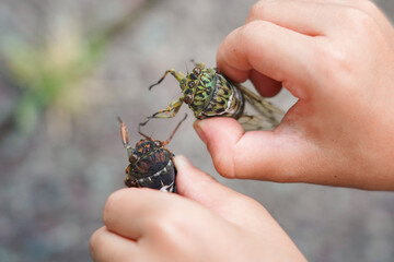 アブラゼミとミンミンゼミを持つ子供の手