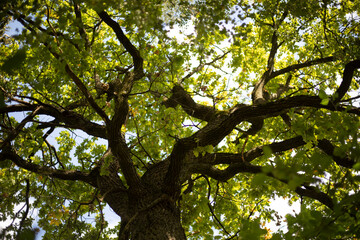 Fototapeta premium Oak branches. Mighty oak tree with green leaves. Tree in summer.