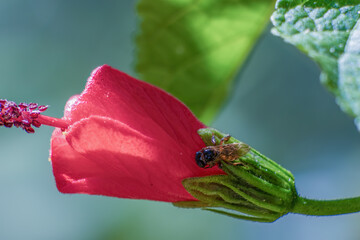 Macro photography of a tetragonisca angustula bee on an abutilon  flower, captured in a garden in the eastern Andean mountains of central Colombia.