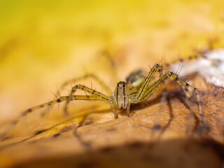 Macro photography of a lynx spider on a leaf, early in the morning, in a garden near the colonial town of Villa de Leyva in central Colombia.