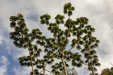 View of the canopy of a Cecropia peltata tree canopy against a cloudy sky, in a native forest in...