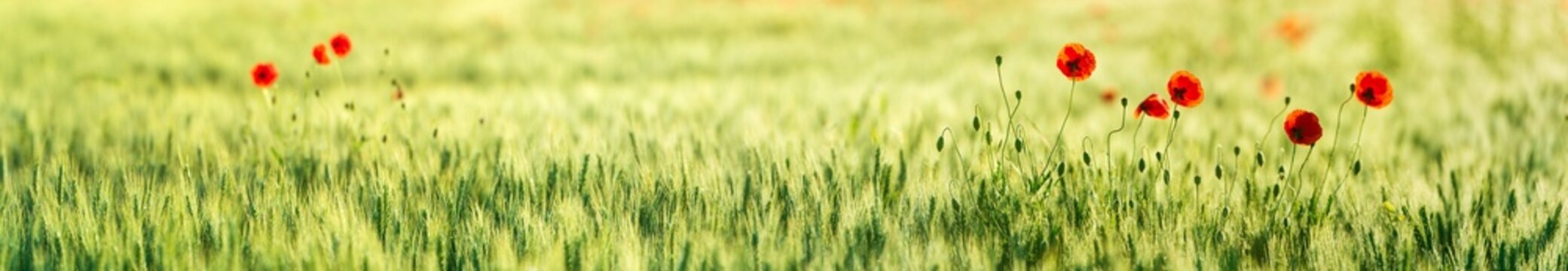 Green barley field with red Poppy (Papaver), Panorama, Saxony-Anhalt, Germany, Europe