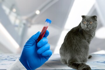 Professional veterinarian take blood test from cat