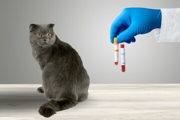Professional veterinarian take blood test from cat