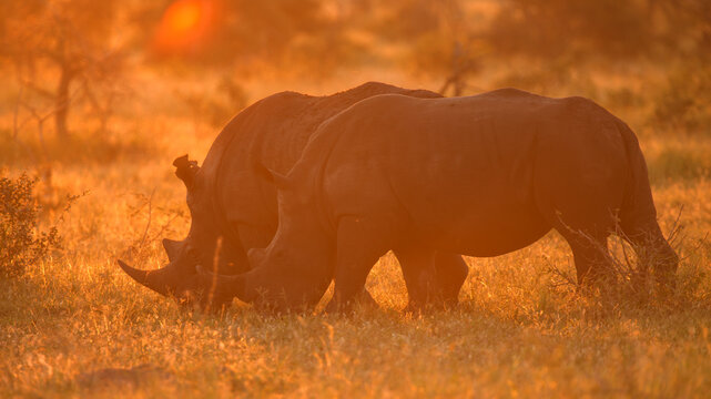 White rhinoceros (Ceratotherium simum), couple grazing in backlight, sunset, Manyeleti Game Reserve, South Africa, Africa