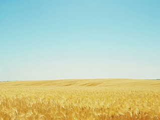Naklejka premium Golden wheat field with clear blue sky on background. Agriculture, farming, harvest concept landscape