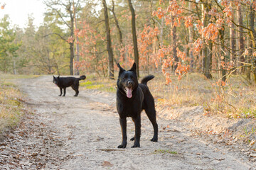 two black dogs resting and playing in nature