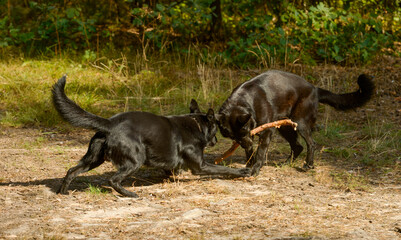 two black dogs resting and playing in nature