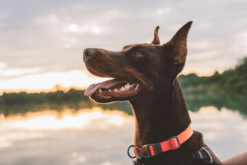 portrait of cute active doberman dog playing outdoors near the lake