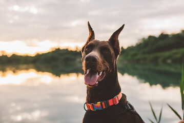 portrait of cute active doberman dog playing outdoors near the lake