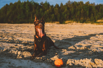 portrait of cute active doberman dog playing outdoors near the lake