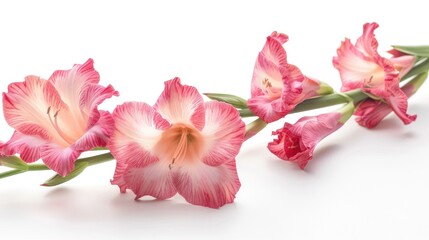 Gladiolus blossoms against white background isolated