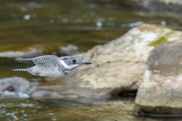 清らかな渓流をバックに颯爽と飛ぶヤマセミ