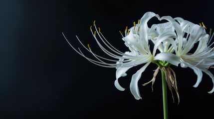 Elegant white spider lily on dark backdrop