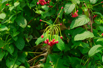 Rangoon creeper flowers with it's leaves