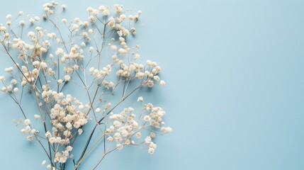 White dry flowers viewed from above on light blue surface in a flat lay arrangement