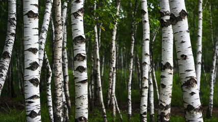 Close-up of birch tree bark with patches of green moss, emphasizing the texture and natural elements of the tree in a forest environment

