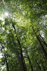 Fototapeta premium tree, forest, nature, trees, green, leaf, wood, branch, summer, sky, woods, leaves, landscape, park, sunlight, trunk, environment, sun, outdoors, spring, natural, tall, branches, flora, autumn