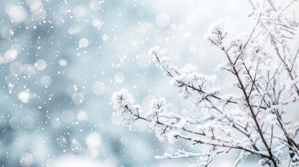 Snow covered branches on tree in winter setting with space for text