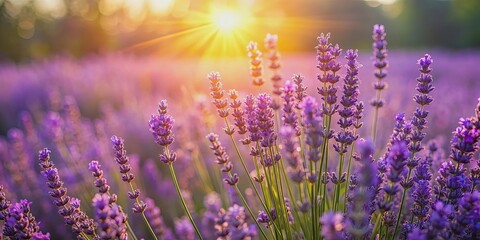 Naklejka premium Morning sun shining on vibrant lavender in full bloom , flowers, lavender, morning, sunlight, blooming, garden, nature