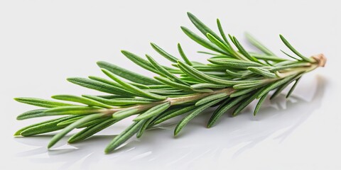 Fototapeta premium Single fresh rosemary herb isolated on background, rosemary, herb, fresh, green, plant, culinary, seasoning, isolated