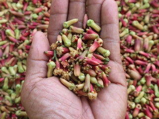 In someone's hand was a handful of fresh cloves