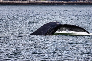 Obraz premium Juneau, Alaska